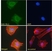 Anti Delta-Like Protein 1 Antibody thumbnail image 4