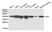 Anti DFF-45 Antibody thumbnail image 1