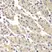 Anti DFF-45 Antibody thumbnail image 2