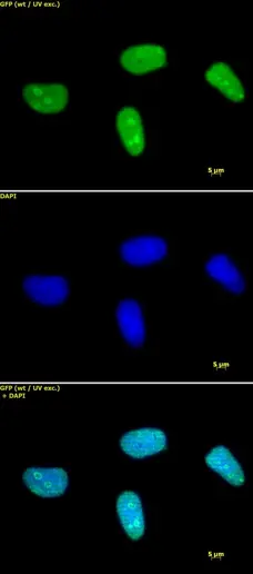 Anti Di-Methyl-Histone H3 (Lys27) Antibody gallery image 1