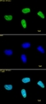 Anti Di-Methyl-Histone H3 (Lys27) Antibody thumbnail image 1