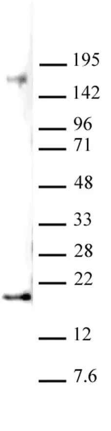 Anti Di-Methyl-Histone H3 (Lys27) Antibody gallery image 2
