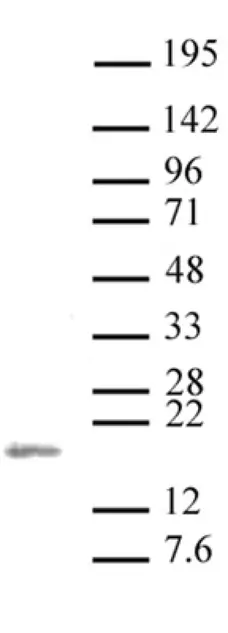 Anti Di-Methyl-Histone H3 (Lys36) Antibody gallery image 1