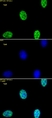Anti Di-Methyl-Histone H3 (Lys4) Antibody thumbnail image 1