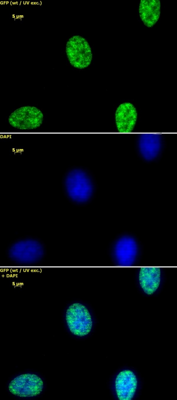 Anti Di-Methyl-Histone H3 (Lys4) Antibody gallery image 1