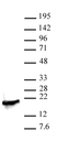 Anti Di-Methyl-Histone H3 (Lys4) Antibody thumbnail image 2