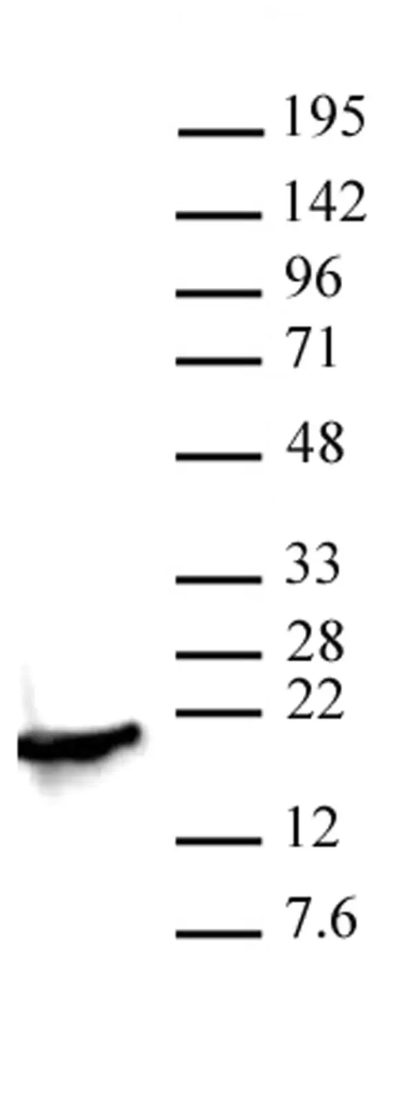 Anti Di-Methyl-Histone H3 (Lys4) Antibody gallery image 2