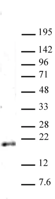 Anti Di-Methyl-Histone H3 (Lys79) Antibody gallery image 1