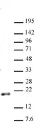 Anti Di-Methyl-Histone H3 (Lys79) Antibody thumbnail image 1