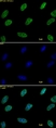 Anti Di-Methyl-Histone H3 (Lys9) Antibody thumbnail image 1
