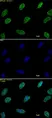 Anti Di-Methyl-Histone H3 (Lys9) Antibody thumbnail image 1