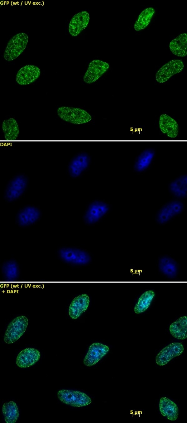 Anti Di-Methyl-Histone H3 (Lys9) Antibody gallery image 1