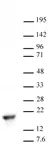 Anti Di-Methyl-Histone H3 (Lys9) Antibody thumbnail image 2