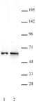Anti Human DMAP1 Antibody thumbnail image 2