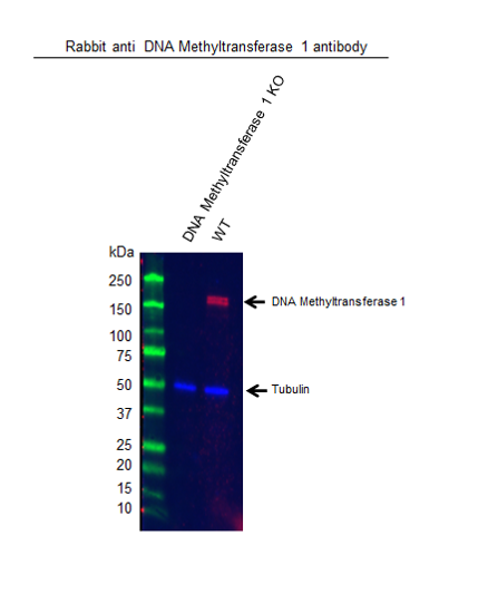 Anti DNA Methyltransferase 1 Antibody (PrecisionAb Polyclonal Antibody) gallery image 2