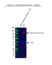 Anti DNA Methyltransferase 1 Antibody (PrecisionAb Polyclonal Antibody) thumbnail image 2