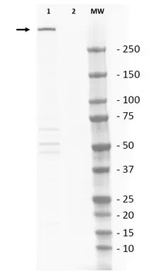 Anti DNA PKcs Antibody gallery image 1