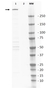 Anti DNA PKcs Antibody thumbnail image 1