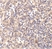 Anti Human DNase II (C-Terminal) Antibody thumbnail image 2