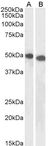 Anti DPF2 Antibody thumbnail image 1