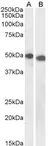 Anti DPF2 Antibody thumbnail image 1