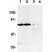 Anti Human DR6 (aa42-56) Antibody thumbnail image 1