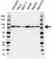 Anti Dtl Antibody (PrecisionAb Polyclonal Antibody) thumbnail image 1