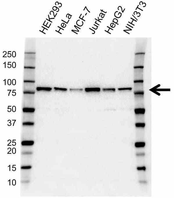 Anti Dtl Antibody (PrecisionAb Polyclonal Antibody) gallery image 1