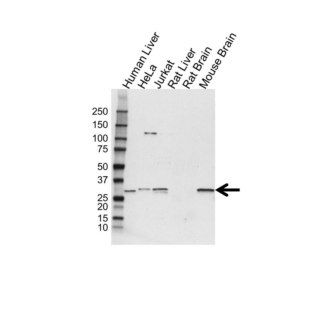 E3 Ubiquitin Ligase SIAH1 Antibody (PrecisionAb Antibody)|VPA00520