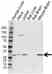 Anti E3 Ubiquitin Ligase SIAH1 Antibody (PrecisionAb Polyclonal Antibody) thumbnail image 1