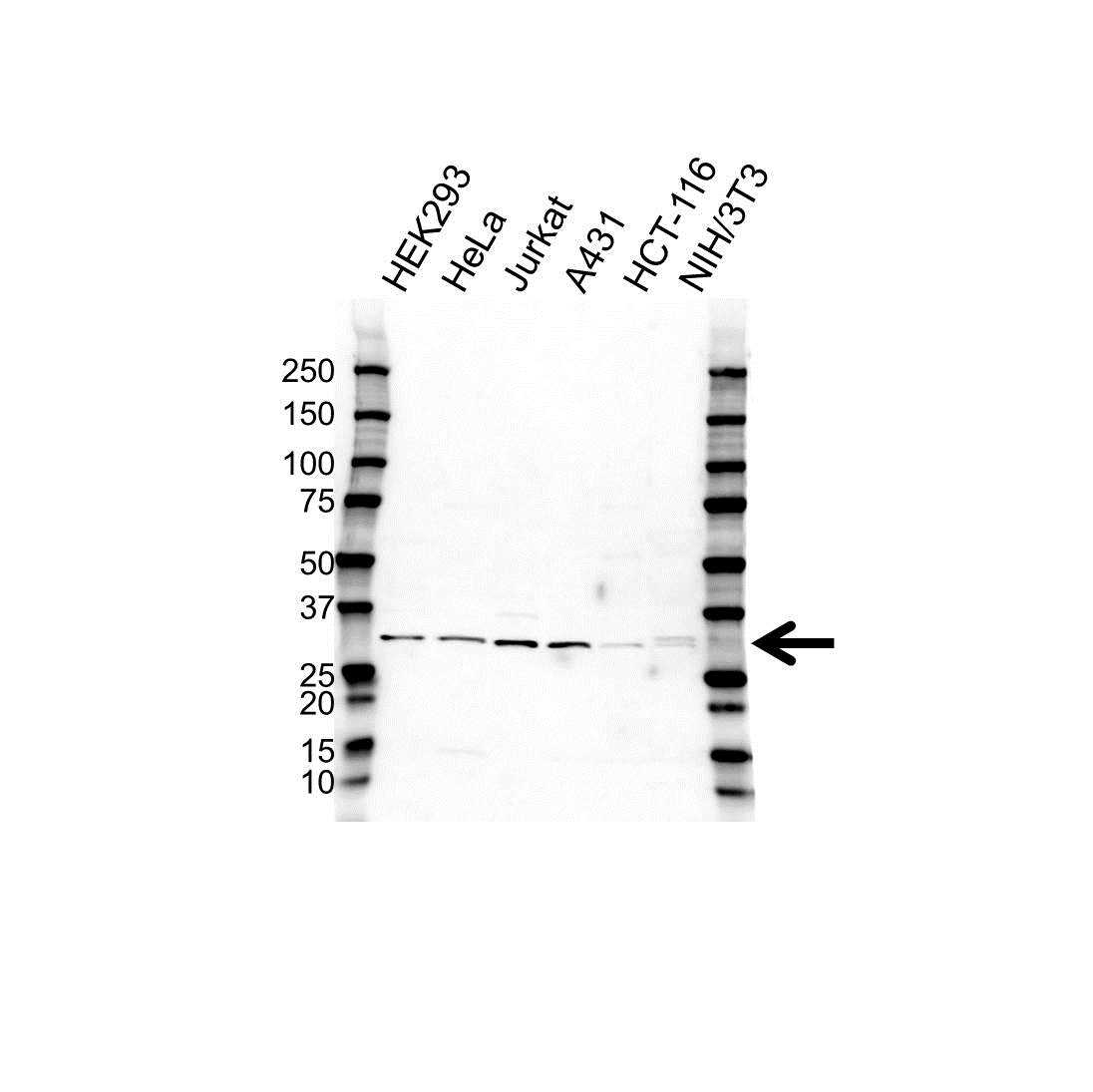 Anti EB1 Antibody (PrecisionAb Polyclonal Antibody) gallery image 1