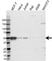 Anti EBP50 Antibody (PrecisionAb Polyclonal Antibody) thumbnail image 1