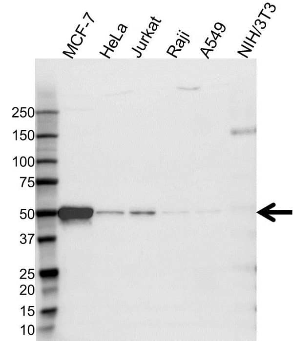 Anti EBP50 Antibody (PrecisionAb Polyclonal Antibody) gallery image 1
