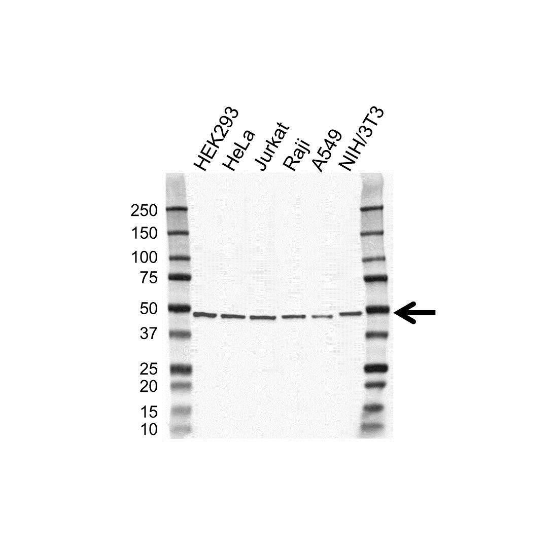 Anti EEF1G Antibody (PrecisionAb Polyclonal Antibody) gallery image 1