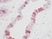 Anti Human EGF Antibody thumbnail image 1