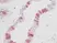 Anti Human EGF Antibody thumbnail image 1