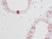 Anti Human EGF Antibody thumbnail image 2