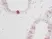 Anti Human EGF Antibody thumbnail image 2