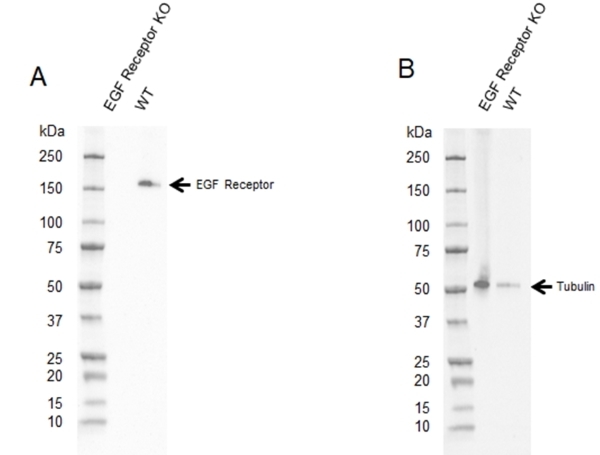 Anti EGF Receptor Antibody (PrecisionAb Polyclonal Antibody) gallery image 2