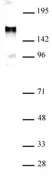 Anti Human EHMT1 Antibody thumbnail image 1
