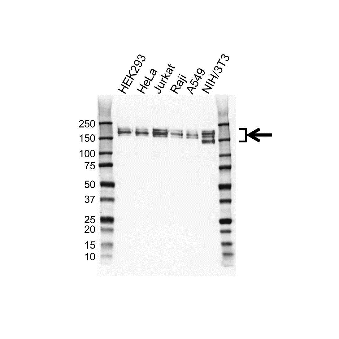 Anti EHMT2 Antibody (PrecisionAb Polyclonal Antibody) gallery image 1