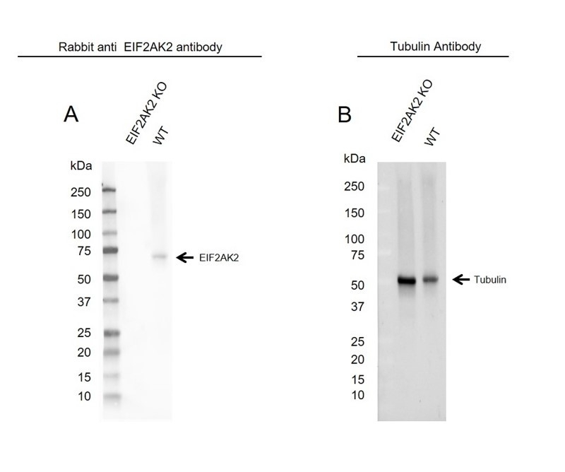 Anti EIF2AK2 Antibody (PrecisionAb Polyclonal Antibody) gallery image 2