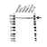Anti EIF3A Antibody (PrecisionAb Polyclonal Antibody) thumbnail image 1