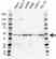 Anti EIF3E Antibody (PrecisionAb Polyclonal Antibody) thumbnail image 1