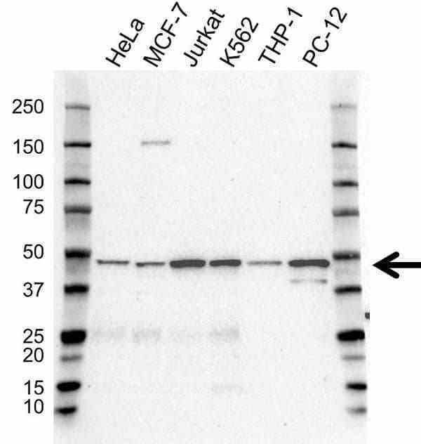 Anti EIF3E Antibody (PrecisionAb Polyclonal Antibody) gallery image 1