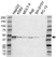 Anti EIF3G Antibody (PrecisionAb Polyclonal Antibody) thumbnail image 1