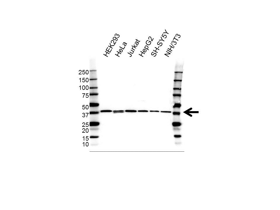 Anti EIF3I Antibody (PrecisionAb Polyclonal Antibody) gallery image 1