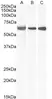 Anti ELF1 Antibody thumbnail image 1