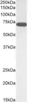 Anti ELF1 Antibody thumbnail image 2