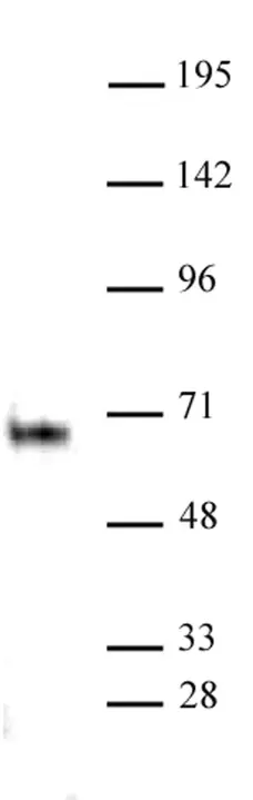 Anti Human ELK-1 Antibody gallery image 2
